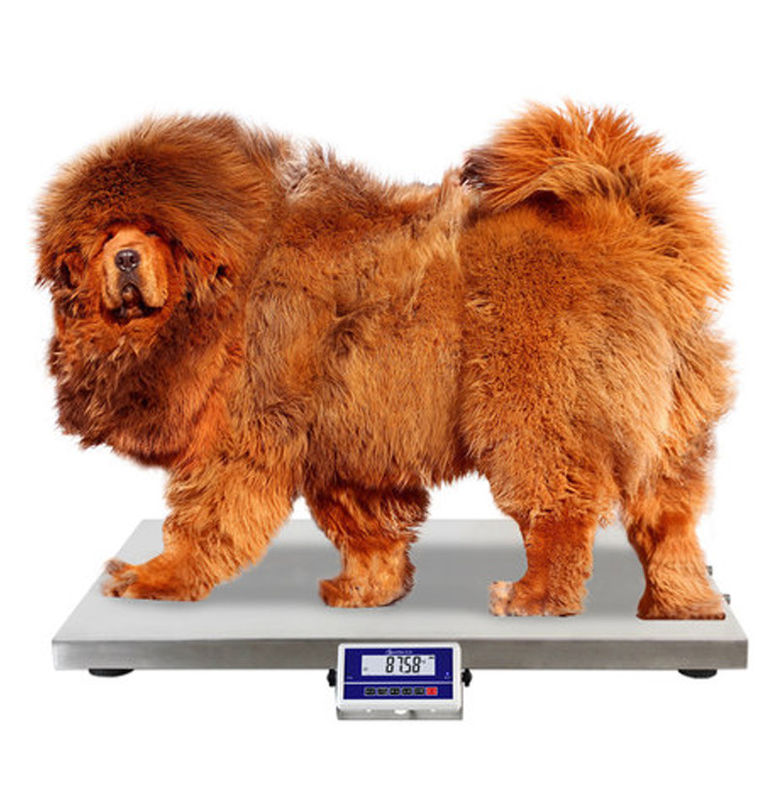 75 100 200 Kg Dog Weight Scale / Pet Weighing Scales With Anti - Slip Mat
